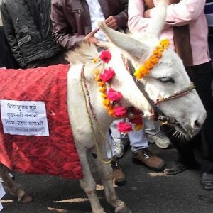 Donkey as UP CM