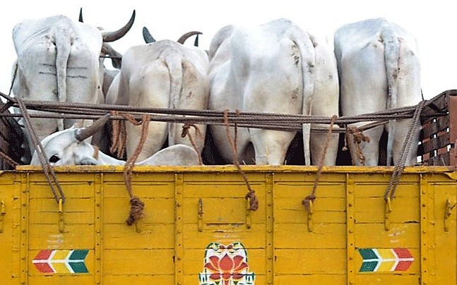 Rajasthan: Cattle smugglers attack Gaushala in Bharatpur, flee with three cows after thrashing Mahant