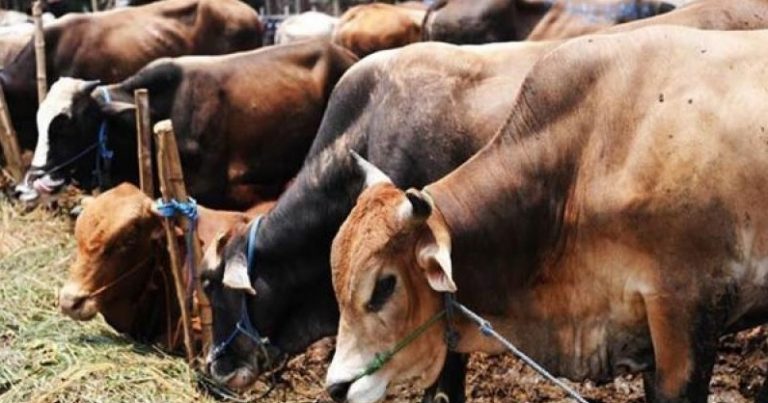 UP govt to demarcate places notorious for illegal cow slaughter and declare them as hotspots as done for coronavirus cases