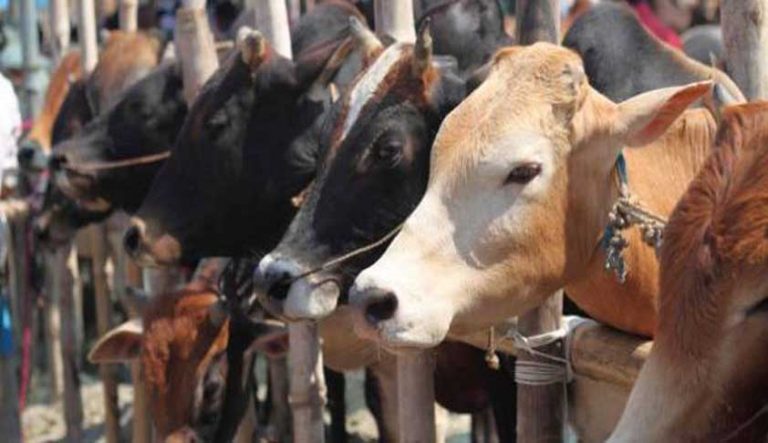 Cow meat smugglers speed away seeing police, 4 quintals of banned meat recovered from abandoned car: Reports