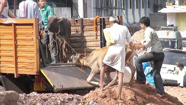 Uttar Pradesh: ‘Kasai’ fires bullet at locals opposing cow smuggling in Pilibhit, youth dies