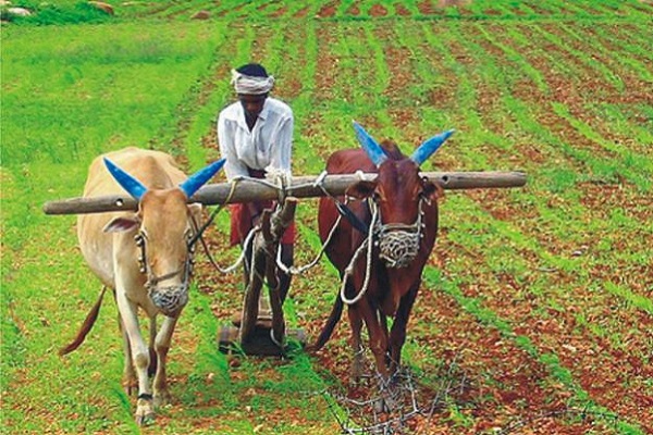 Hardwork of our farmers pays off: India's foodgrain output rises to a record 277.5 million tonnes