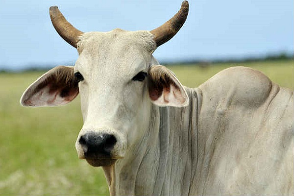 Muslim men give death threats to neighbour after stealing and slaughtering his cow