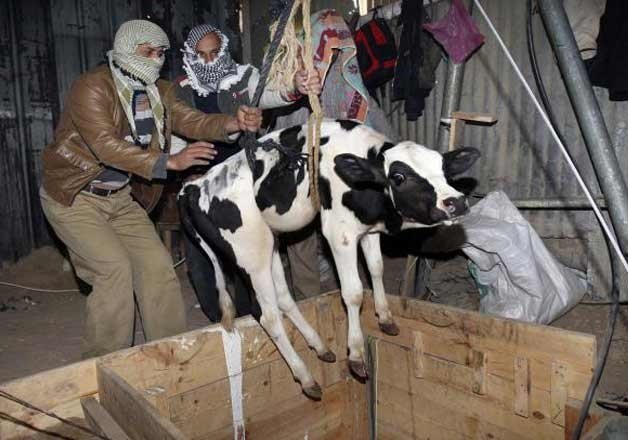 Alwar, where suspected cattle thief Pehlu was lynched, remains a hotbed for cattle smuggling and related violence: Here is how
