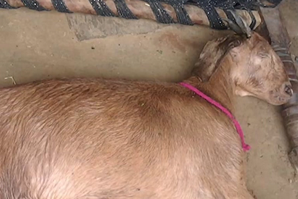Haryana: Pregnant goat dies after being gangraped by eight men, Haroon and Jaffar amongst accused