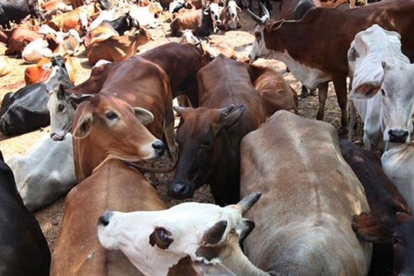 Cow smugglers in Rajasthan shoot at cops, break barricades to try and flee with the bovines