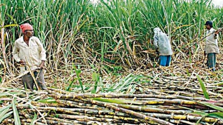 Karnataka: Protesting sugarcane farmers garland posters with shoes, Kumaraswamy calls farmers ‘goondas’