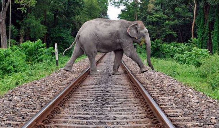Railways to use a ‘weakness’ of elephants to save them from being killed on tracks