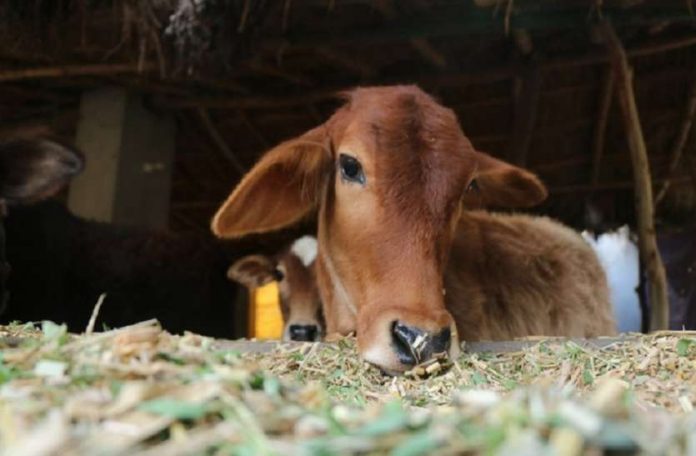 Man arrested in Bhopal for raping a cow after CCTV captures act of bestiality