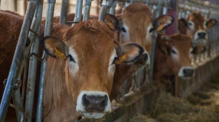 Ghaziabad: Gangster Act to apply on habitual offenders in cow slaughter cases