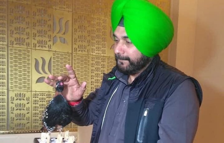 Sidhu in a soup for bringing stuffed partridge from Pakistan to ‘gift’ Punjab CM