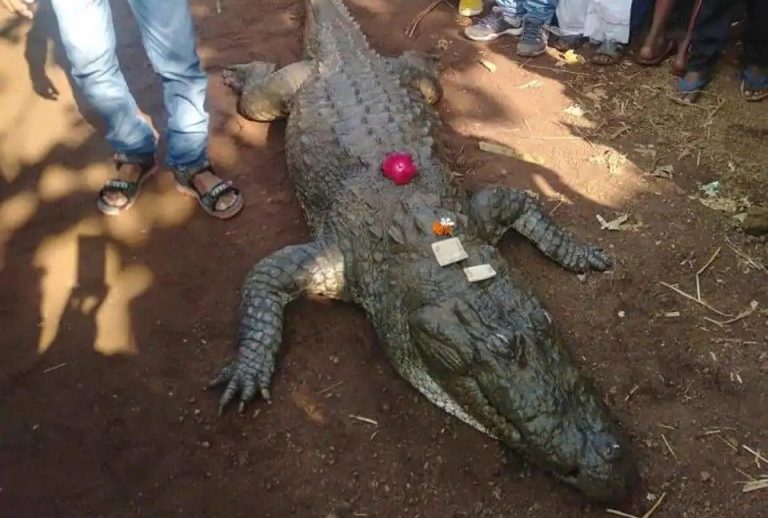 Villagers mourn death of crocodile in a village in Chhattisgarh, more than 500 people attend last rites