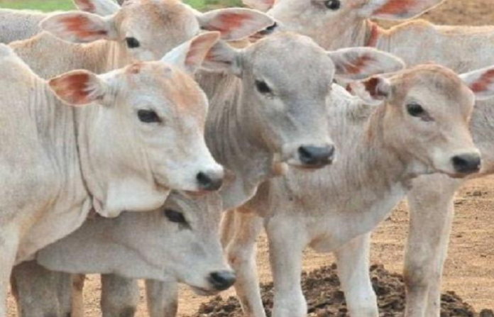 United Muslim Forum in Telangana asks members not to kill cows on Bakr Eid