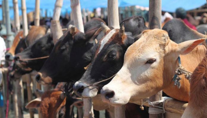 cow smuggling and slaughter gang busted in Ghaziabad, four arrested