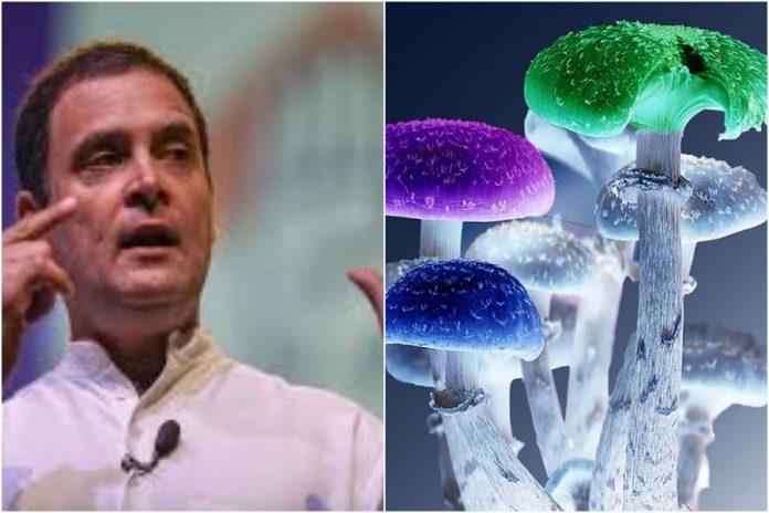 Congress and Magic Mushrooms