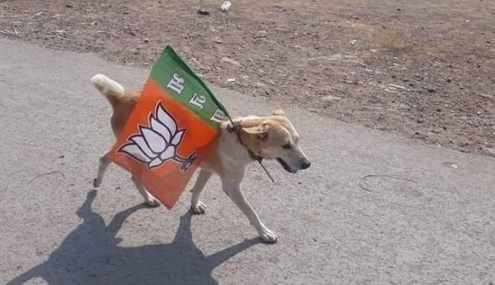 Maharashtra: Dog with pro-BJP stickers on body detained for violating model code of conduct