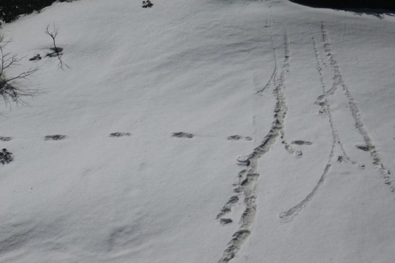 Indian Army spots the elusive, mysterious ‘Yeti footprints’ while on an expedition near Makalu Base Camp