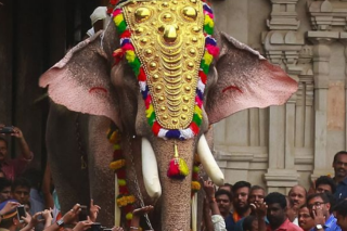 Kerala elephant owners threaten to boycott Thrissur Pooram after govt bans most popular elephant from the festival