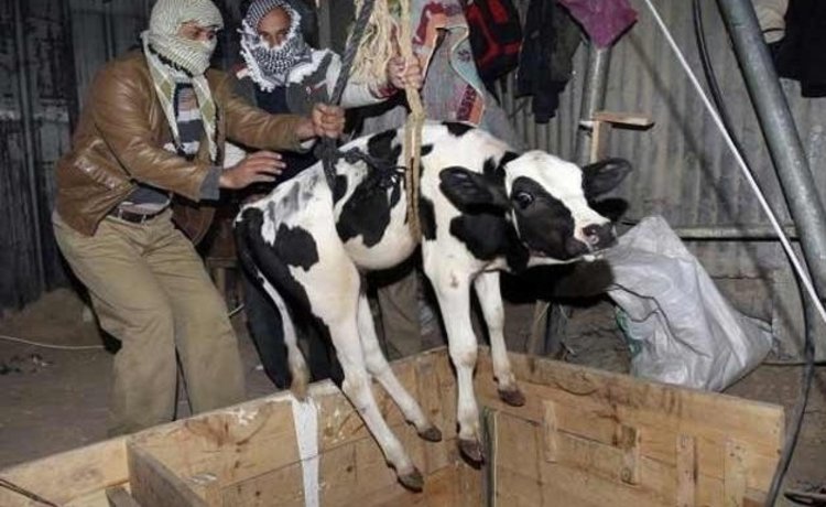 Cattle smugglers fire at a person for trying to stop them, FIR lodged against Arif, Tareef, Subin and others