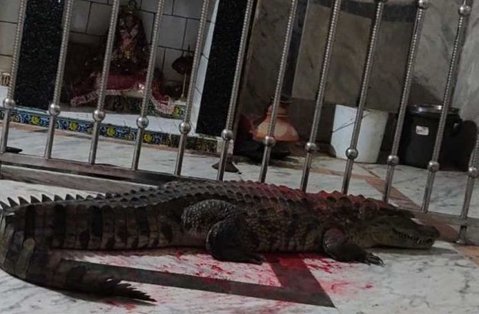 Devotees throng a Khodiyar Mata temple in Gujarat after a crocodile, worshipped as Goddess’ vehicle, strays inside the temple