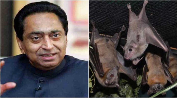Officials in the Kamal Nath government have stated that bats hanging upside down are the cause behind power cuts