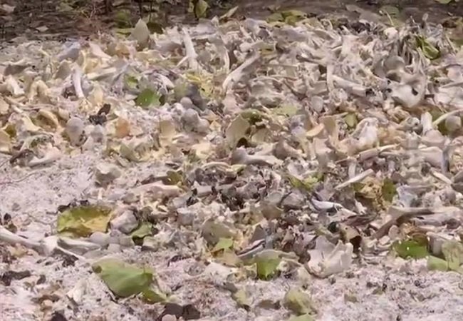 Muzaffarpur: After encephalitis wreaks havoc, skeletal remains of several bodies found behind SKMC Hospital