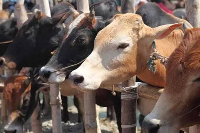 Alwar: Cattle smugglers fire bullets and injure villagers, one accused Salim Khan arrested