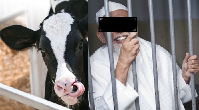 Rajkot: Salim sentenced to 10 years of imprisonment for cow slaughter, fined with Rs 1 lakh