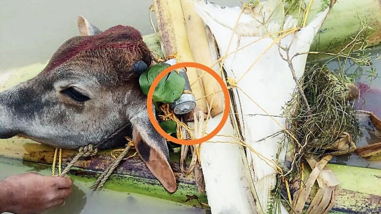 Bangladeshi cow smugglers tie explosives to cows neck, throw them in river to discourage the BSF from intercepting at West Bengal border
