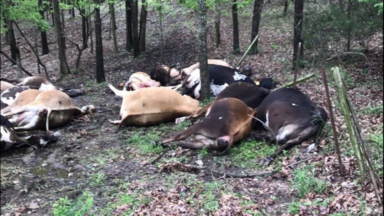 25 cows killed in Odisha after truck illegally transporting cattle turns turtle on Highway