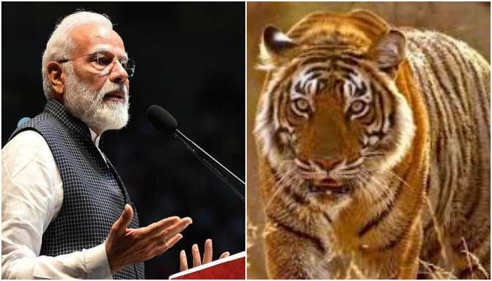 PM Modi releases 2018 tiger census results, tiger population sees a 33% jump as 2967 tigers reported in India