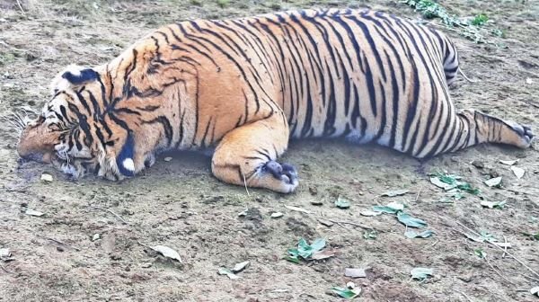 Tiger dies after eating a Sambar Deer, Tamil Media reports how it died after consuming ‘Sambhar Rice’