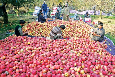Terrorists threaten apple orchard owner in Shopian, offload consignment in a bid to wage economic warfare in the valley