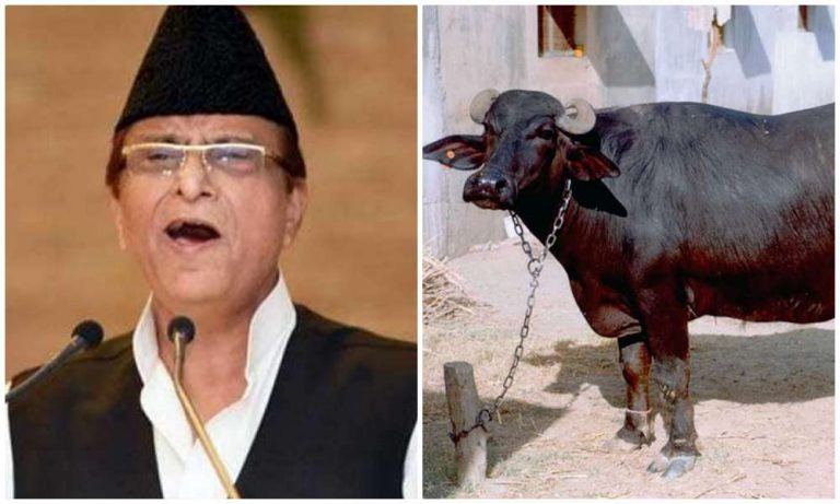 Azam Khan, who once sent UP cops looking for his stolen buffaloes, now booked for stealing buffaloes