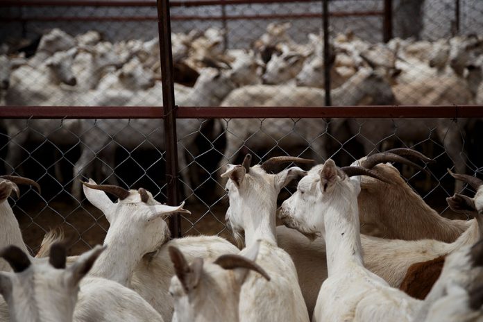 PETA releases a video showcasing horrific brutality meted out on animals as Eid is round the corner