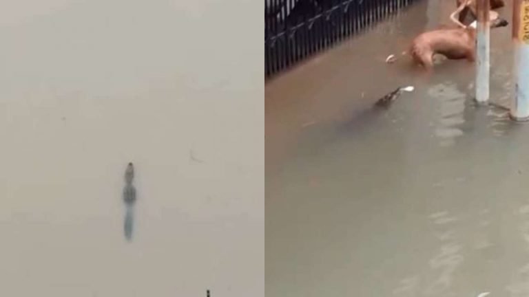 Crocodiles roam on Vadodara roads after the city receives 20 inches rainfall in 6 hours, Vishwamitri river overflows