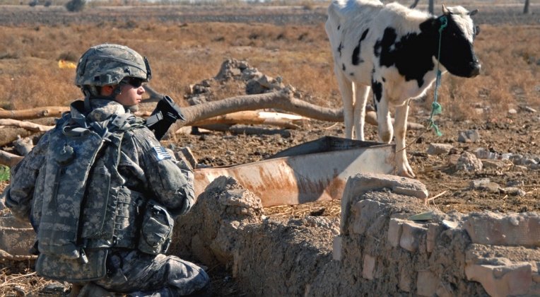 ISIS uses cows strapped with bombs to attack security forces in Iraq, bid foiled