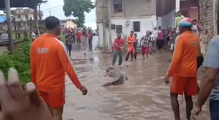Fact-Check: Viral video that claims to show a stray crocodile during floods in Patna is actually from Vadodara