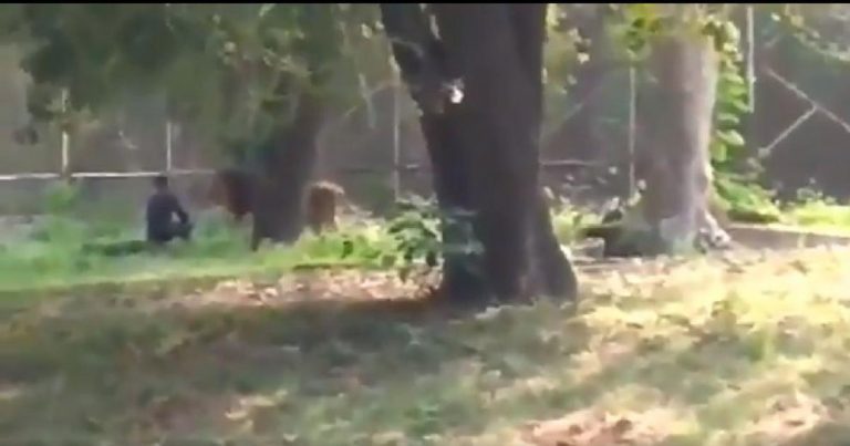 Watch: Lion manages to avoid the fate of Harambe after Rehan Khan enters its enclosure in Delhi zoo to die