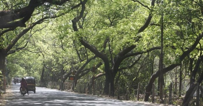 SC grants permission to construct Metro shed in Aarey coony