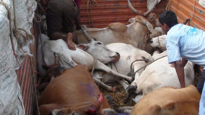 Cow Smugglers fire at Rajasthan police on being confronted