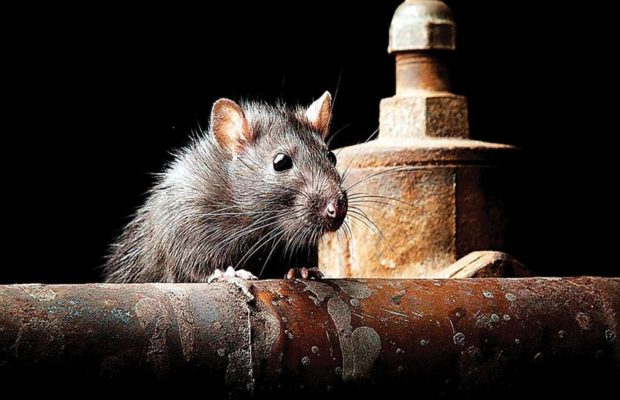 Did Railway authorities spend Rs. 22,000 to trap one mouse? Railways call CNN-News18 report ‘unjustified and erroneous’