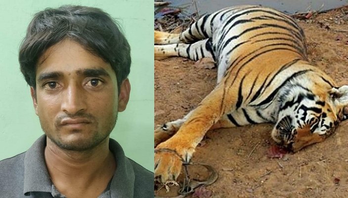 Madhya Pradesh STF nabs tiger poacher Yarlen alias Jasrat who killed sloth bears and ate their genitals to enhance sexual power