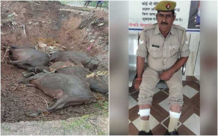 Cow carcasses were found in the Luhari villages and a police team gone to arrest cow smugglers was attacked violently by family members of the criminals in Barnava village in Baghpat