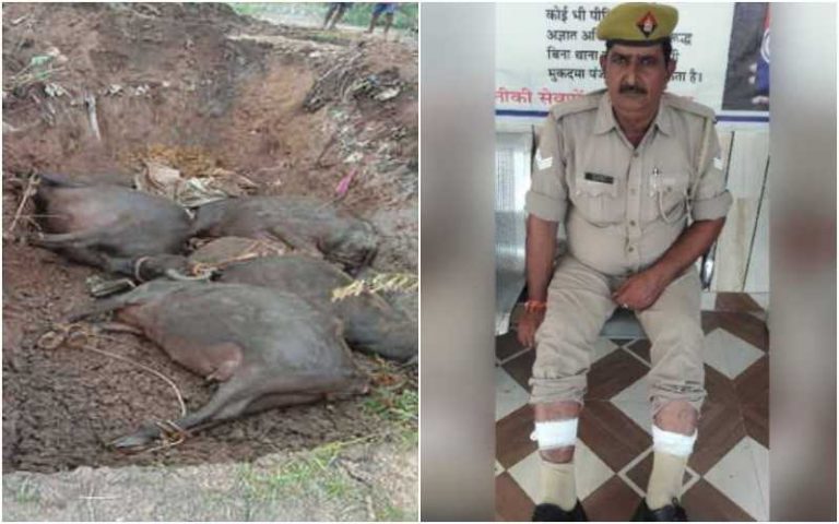 Baghpat: While one village remains tense after discovery of cow carcasses, Muslim family of cow-smugglers attacks police team in another