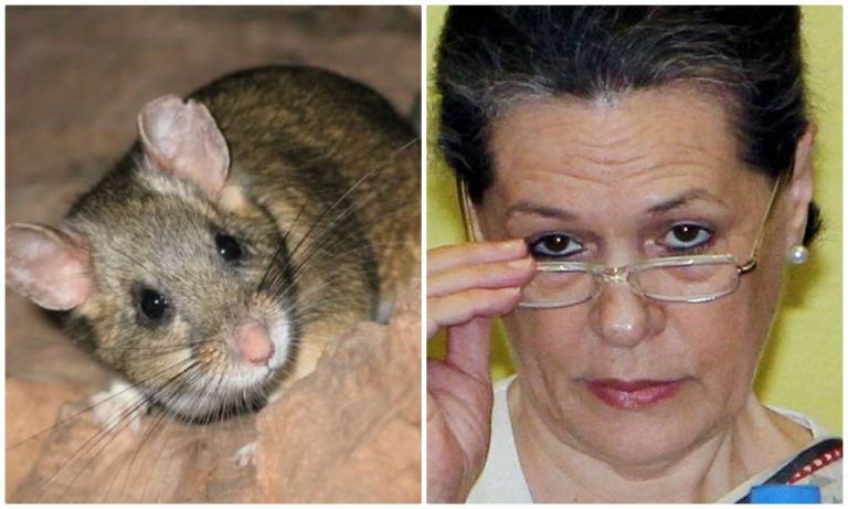 ‘Khoda pahad nikli chuhiya’, CM Khattar takes a dig at Sonia Gandhi becoming Congress President, Congress hops mad