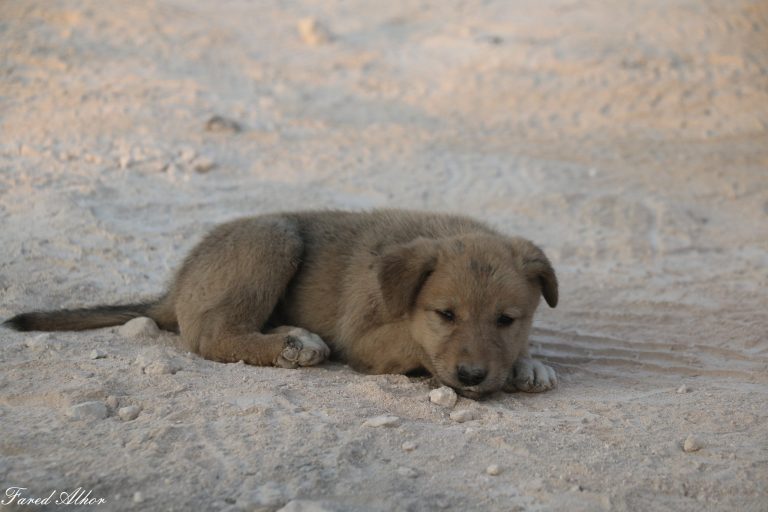 Syrian media activist rescues a puppy after his mother died in the US raid which killed ISIS chief Abu Bakr al-Baghdadi