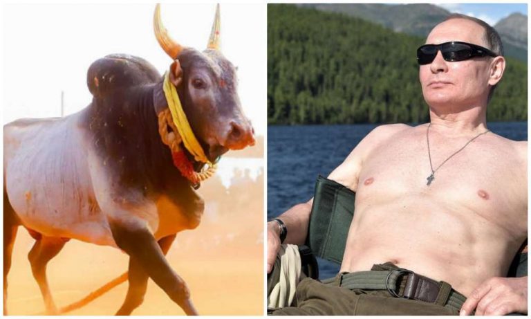 Reports of Russian President Vladimir Putin attending Jallikattu, the bull-taming festival, in Madurai next year false: Report