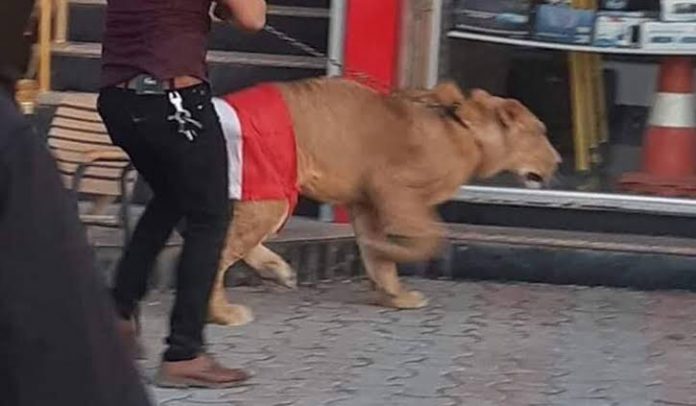 A protestor in brings a lion to the protests to battle our police dogs