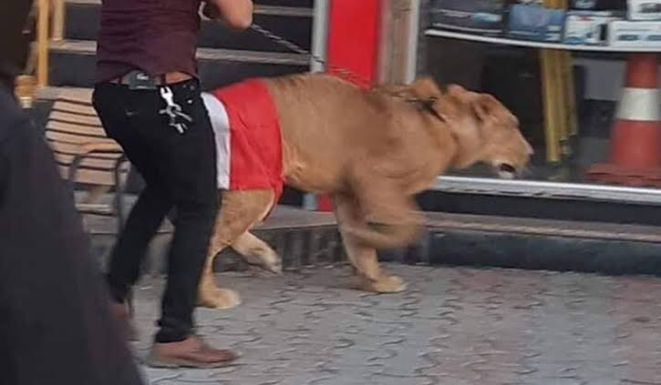 Watch: Iraqi protestor brings a lion to fight out police canines in the anti-government protest in Baghdad